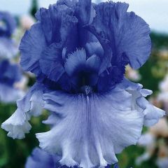 Iris germanica Cascade Springs - Baardiris