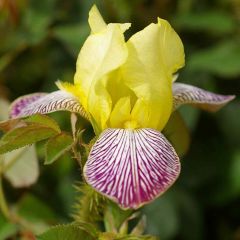 Iris germanica Gracchus - Baardiris