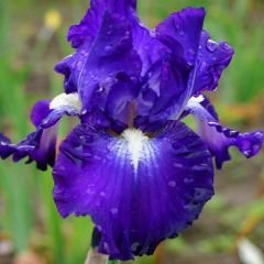 Iris germanica Spot - Baardiris