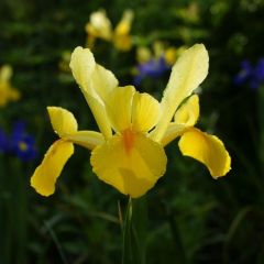 Iris hollandica Royal Yellow - Hollandse iris
