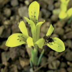Iris reticulata Danfordiae - Netiris