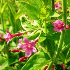 Jasminum beesianum - Beesiaanse jasmijn