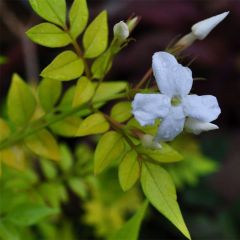 Jasminum officinalis Aureum - Jasmijn