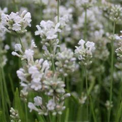 Lavandula angustifolia Arctic Snow - Echte lavendel
