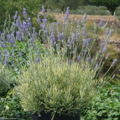 Lavandin Platinum Blonde - Lavandula intermedia