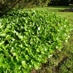 Hedera Green Ripple - Klimop