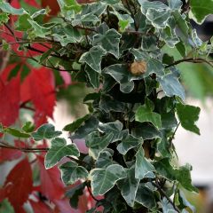 Hedera Glacier - Klimop