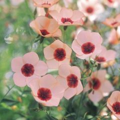 Linum grandiflorum Charmer Salmon (zaad) - Rood vlas