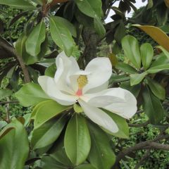 Magnolia grandiflora Galissonière - Zuidelijke magnolia