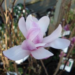 Magnolia loebneri Leonard Messel - Beverboom