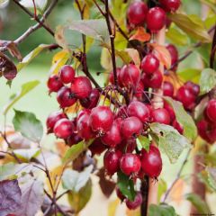 Malus Red Obelisk - Sierappel