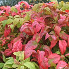 Nandina domestica Fire Power - Hemelse bamboe
