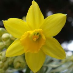 Narcissus February Gold - Cyclamen-narcis