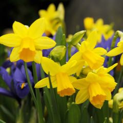 Narcissus cyclamineus Tête à Tête - Dwergnarcis