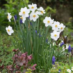 Narcissus poeticus Actaea - Dichtersnarcis