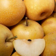 Nashipeer Hosui - Pyrus pyrifolia Georges Delbard