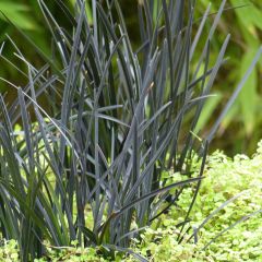 Ophiopogon Hosoba Kokuryu - Slangenbaard