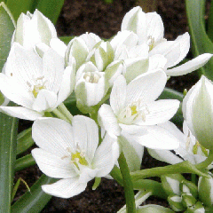 Ornithogalum balansae - Breedbladige vogelmelk