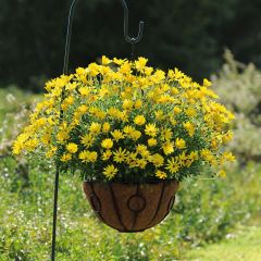 Osteospermum Voltage Yellow - Spaanse margriet