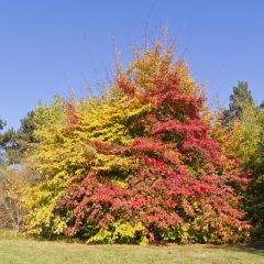 Parrotia persica - Perzisch IJzerhout
