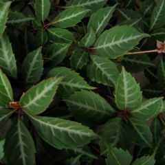 Parthenocissus henryana - Chinese wilde wingerd