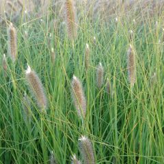 Pennisetum alopecuroïdes Japonicum - Lampenpoetsersgras