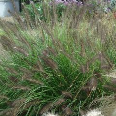 Pennisetum alopecuroïdes Moudry - Lampenpoetsersgras