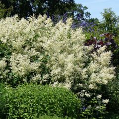 Persicaria polymorpha - Duizendknoop
