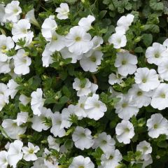 Petunia Surfinia Snow Wit - Hangpetunia
