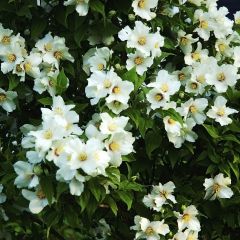 Philadelphus Belle Etoile - Boerenjasmijn