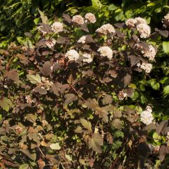 Physocarpus opulifolius Diable D'Or - Blaasspirea