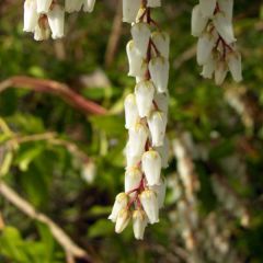 Pieris japonica Mountain Fire - Japanse rotsheide