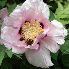 Paeonia suffruticosa Lilac - Boompioen