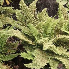 Polystichum setiferum Plumosum Densum - Zachte naaldvaren