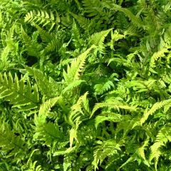 Polystichum tsus-simense - Smalle naaldvaren
