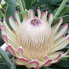 Protea Susara - Suikerbos
