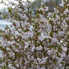 Prunus incisa Kojo no mai - Fuji-kers
