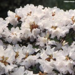 Rhododendron Dora Amateis - Dwergrododendron