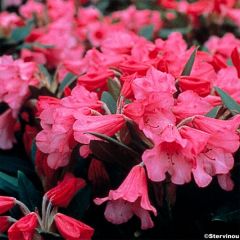 Rhododendron Winsome - Dwergrododendron