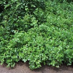 Rhus aromatica Gro-Low - Welriekende sumak