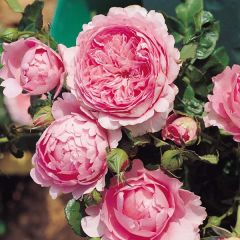 Rosa Generosa® Chantal Mérieux - Struikroos