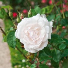 Rosa Madame Alfred Carrière - Klimroos
