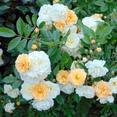 Rosa Ghislaine de Féligonde - Historische roos