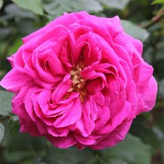 Rosa Madame Isaac Pereire - Historische roos