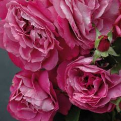 Rosa Aigle de Meaux - Grootbloemige roos