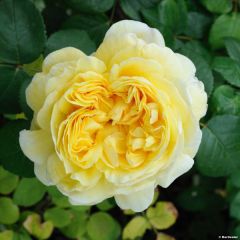 Rosa Charles Darwin - David Austinroos