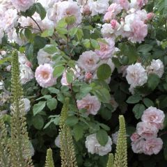 Rosa Cornelia - Historische roos