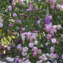 Rosa Felicia - Muskusroos