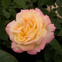 Rosa Peace - Grootbloemige roos