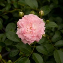 Rosa The Fairy - Bodembedekkende roos